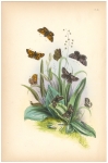 The Grizzle Butterfly. Plate 30.