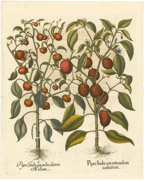 Piper indicum rotundum aculeatum.