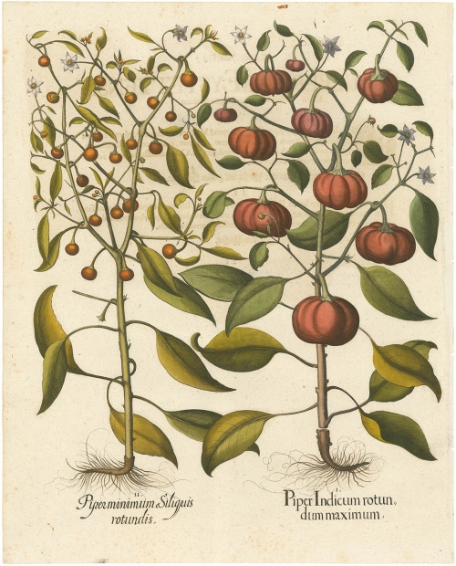 Piper indicum rotundum maximum.