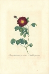 Rosa Gallica Maheka. (flore subsimplici.)