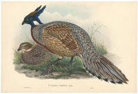 Pucrasia Darwini, Swinhoe.  (Darwin's Pucras Pheasant).