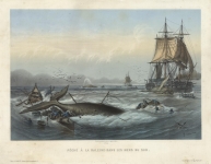 Peche a la Baleine dans les Mers du Sud. (Whaling in the South Seas.)