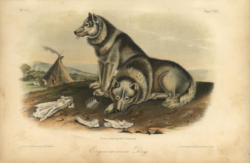 Esquimaux Dog.  Plate CXIII.