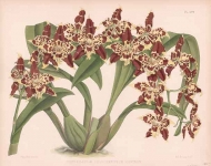 Odontoglossum Luteo-Purpureum Sceptrum (Orchid).