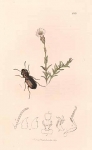 Notiophilus Rufipes (Cerastium arvense).