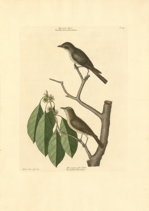 Muscicapa Fusca: The little brown Fly-catcher; Muscicapa Oculis Rubris:  The Red Eyed Flycatcher.  T. 54.