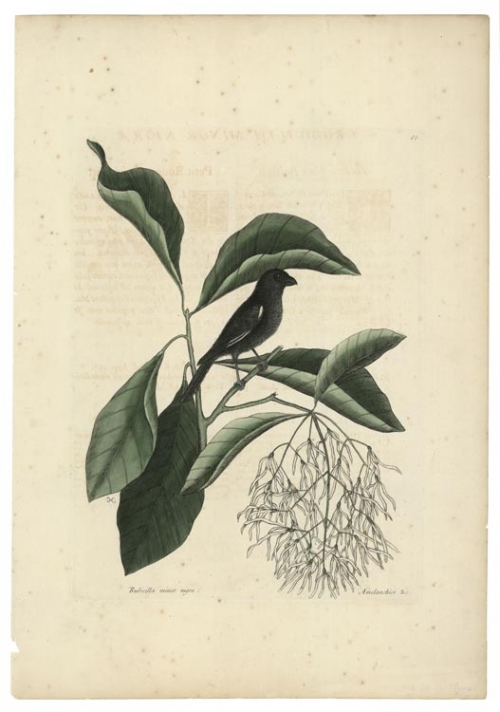 Rubicilla Minor Nigra: [The little Black Bullfinch]. Amelamchior & c. T. 68.