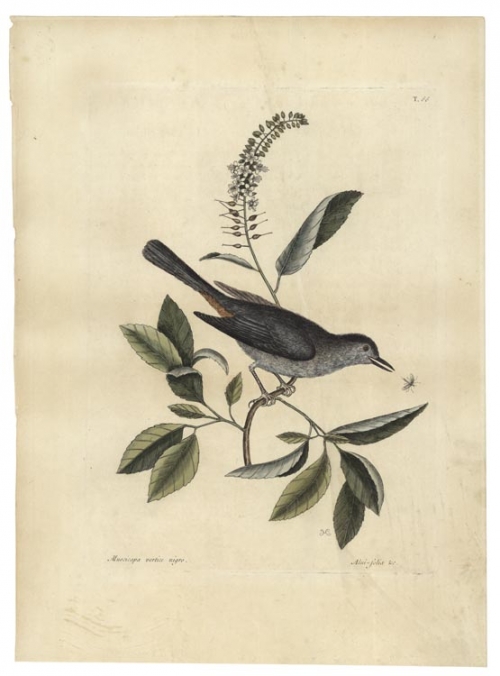 Muscicapa Vertice Nigro: The Cat-Bird; Alni folia Americana Serrata, floribus pentapetalis albis, in Spicam dispositis, T. 66.