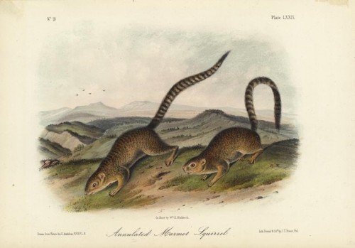 Annulated Marmot Squirrel.  Plate LXXIX.