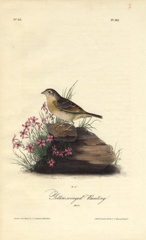 Yellow-winged Bunting.  (Male).  Pl. 162.