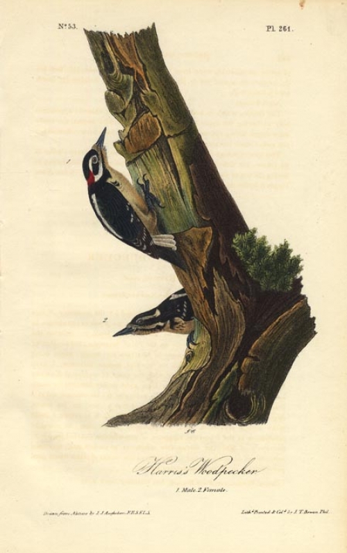 Harris's Woodpecker.  (Male and female).  Pl. 261.