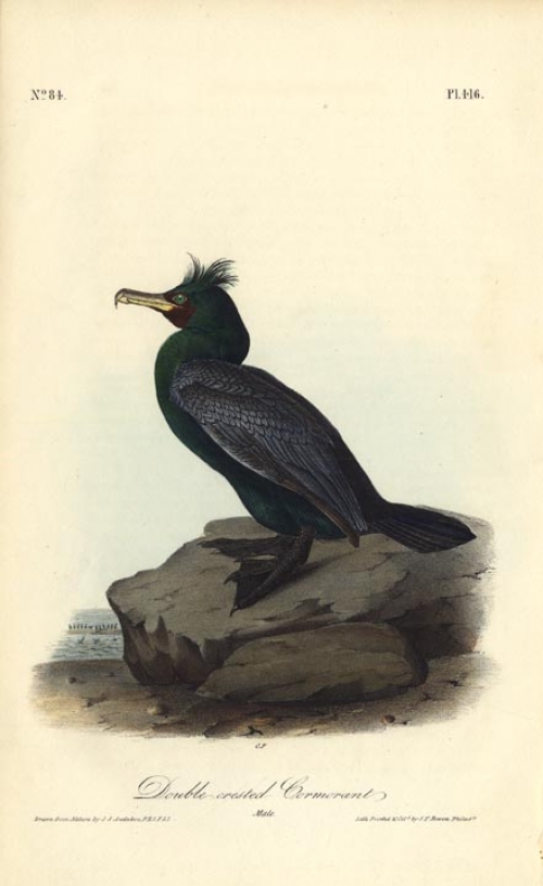 Double-crested Cormorant.  (Male).  Pl. 416.
