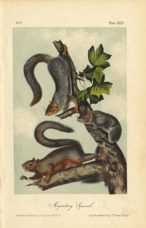 Migratory Squirrel.  Plate XXXV.