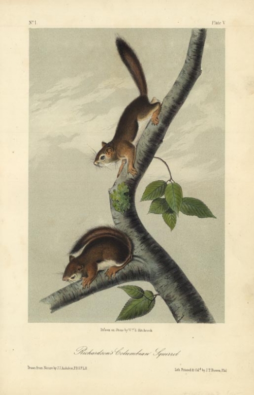 Richardson's Columbian Squirrel.  Pl. 5.