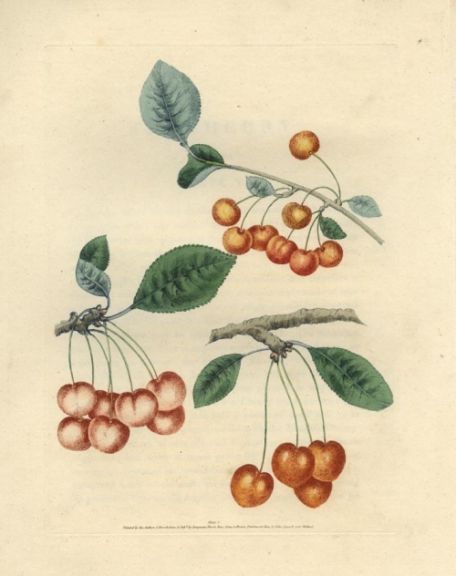 The Cherry. Plate V.