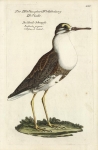 Die Streit-Schnepfe. Rusticola pugnax.  L'Oiseau de Combat. [Snipe].  Plate 234.