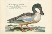 Shoveler Duck (Die Schild Ente oder Loffel).  Plate 161.