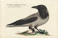 Die Graue oder Nebel Kroehe, Cornix. L: Corvus cinereus, Corneille. [Hooded Crow]  Plate 65.