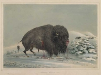 Wounded Buffalo Bull. Plate No. 16.