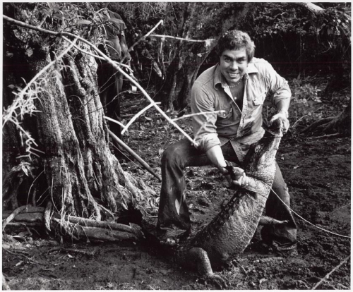 Big Cypress.  James Billie - Tribal Leader (Seminole Tribe of Florida), wrestling alligator in swamp.
