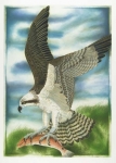 Osprey.