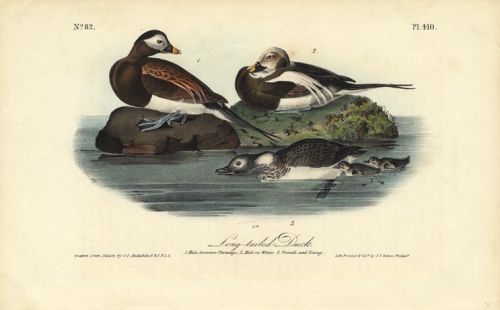 Long tailed Duck.  (Male, Summer plumage, male in winter, female and young).  Pl. 410.