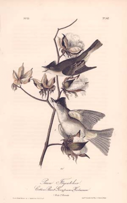 Pewee Flycatcher.  (Cotton Plant, Gossypium Herbaceum.) (1.Male 2. Female)  Pl. 63.