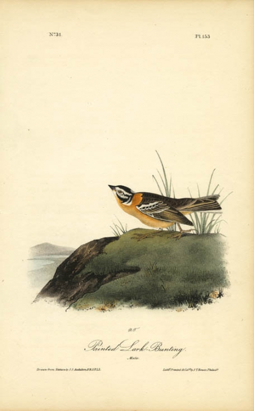 Painted Lark Bunting.  (Male).  Pl. 153.