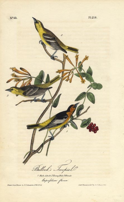 Bullock's Troopial.  (Male adult, young male, and female).  (Caprifolium Flavum).  Pl. 218.