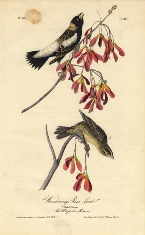 Wandering Rice bird.  (Male and female).  (Red Maple Acer Rubrum).  Pl. 211.