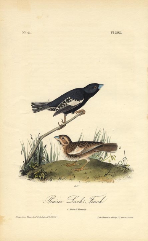 Prairie Lark Finch.  (Male and female).  Pl. 202.