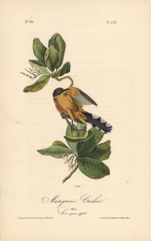 Mangrove Cuckoo.  (Male)  (Seven years apple).  Pl. 277.
