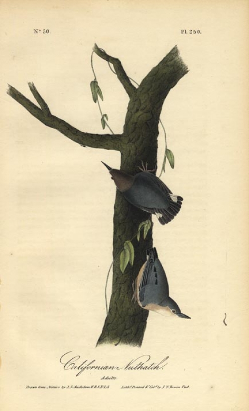 Californian Nuthatch.  (Adults).  Pl. 250.