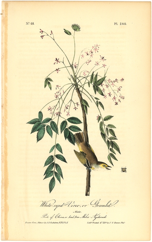 White eyed Vireo or Greenlet.  (Male).  (Pride of China, or bead tree.  Melia Azedarach).  Pl. 240.