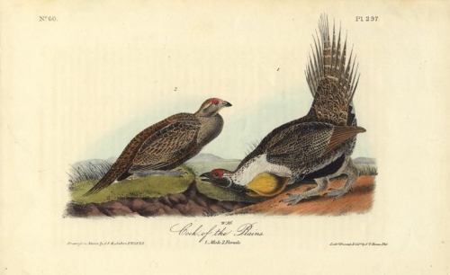 Cock-of the Plains.  (Male and female).  Pl. 297.