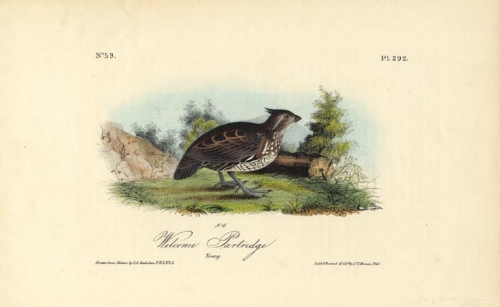 Welcome Partridge.  (Young).  Pl. 292.