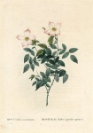 ROSA Indica acuminata.  Rosier des Indes a petales pointus.
