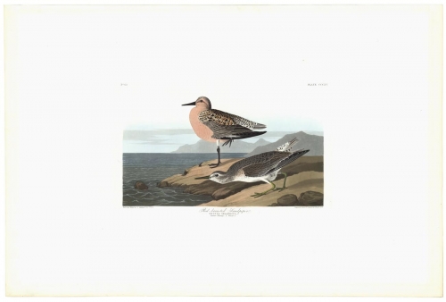 Red-breasted Sandpiper. Plate 315.