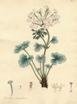 Geranium cortuscefolium.