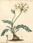 Geranium pinnatum.