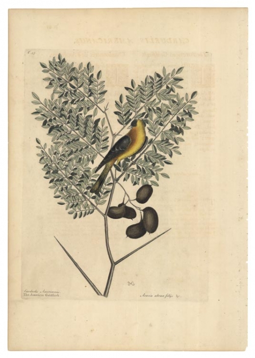 Carduelis Americanus. The American Goldfinch. Acacia abruae foliis &c. T.43.