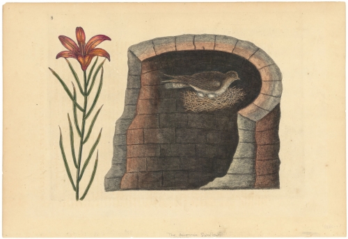 Hirundo Cauda Aculeata Americana:  American Swallow. Lilium angustifolium, flore rubro singulari.  Appendix 8.