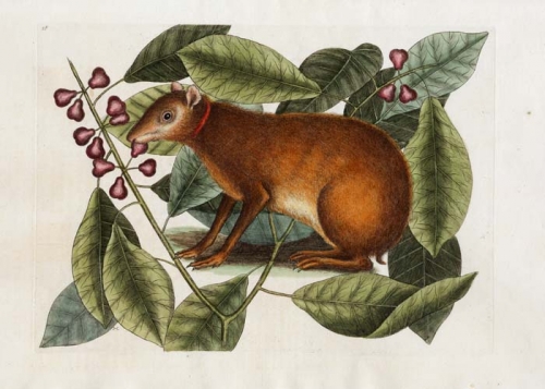 Lepus Javensis: The Java Hare; Ficus citril folio, fructu parvo purpureo, p.18.