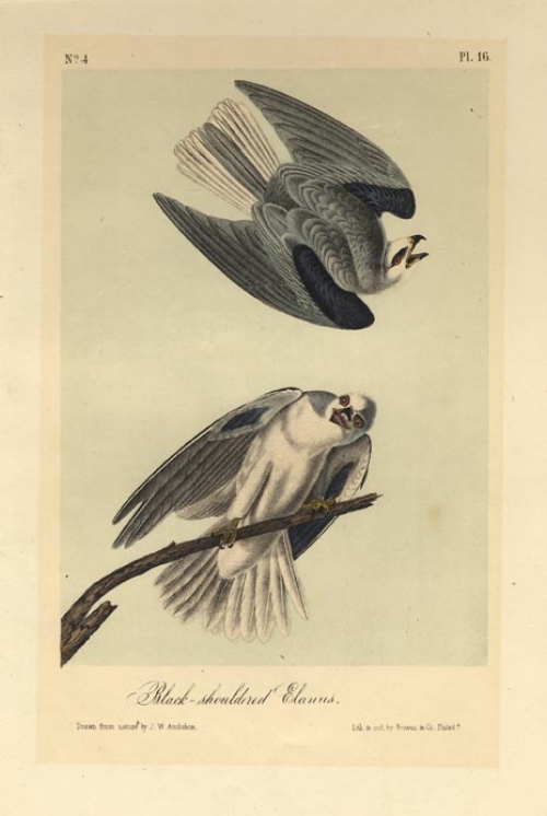 Black-shouldered Elanus.  Plate 26.