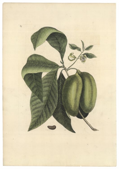 Anona fructu lutescente laevi, scrotum Arietis referente, T. 85. [Paw-Paw]