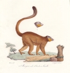 Mongous [sic], male. [Mongoose Lemur].