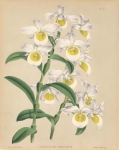 Dendrobium Findleyanum.