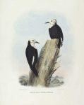 Xenopicus Albolarvatus.  White-headed Woodpecker.
