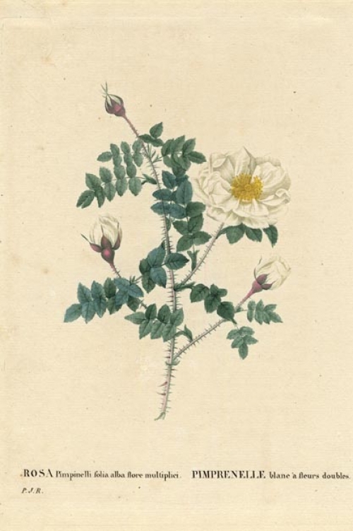 Rosa Pimpinelli folia alba flore multiplici.  Pimprenellie blane a fleurs doubles.