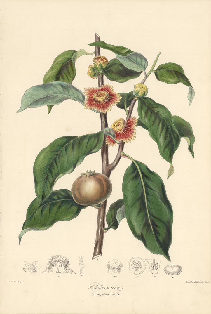 Belvisiaceae.  The Napoleona Tribe.  (Oware).